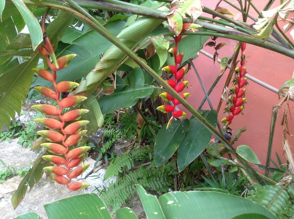 Red Arara Bed & Breakfast Salvador Exterior photo